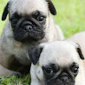 Meet your Posher, Veronica